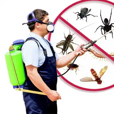 pest control Muddy